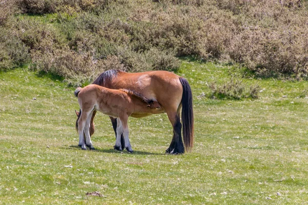 Mare and foal in a meadow — Stock Photo, Image