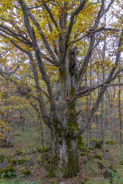 Duże drzewo jesienią — Zdjęcie stockowe