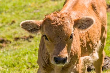 Güneşli bir günde buzağı kafası