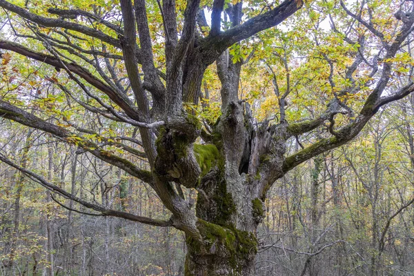 Гілки старого дерева — стокове фото