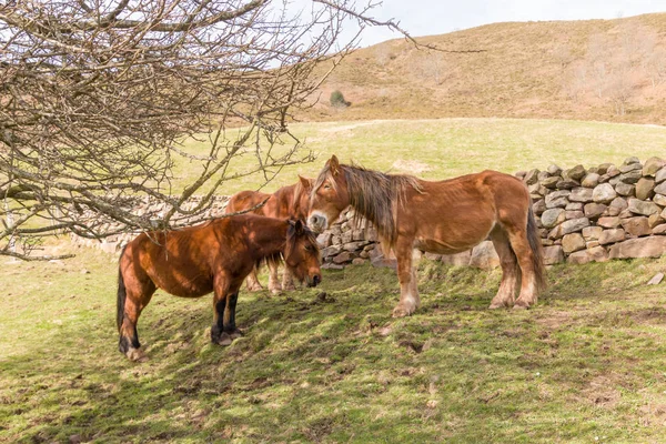 Cavalos na sombra — Fotografia de Stock