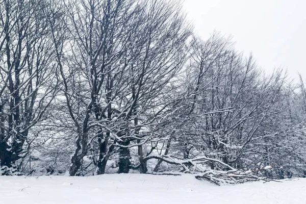 Verschneite Bäume an einem kalten Wintertag lizenzfreie Stockfotos