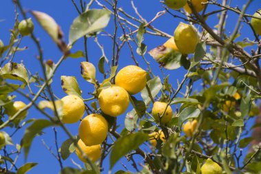 Limonlar limon ağacında