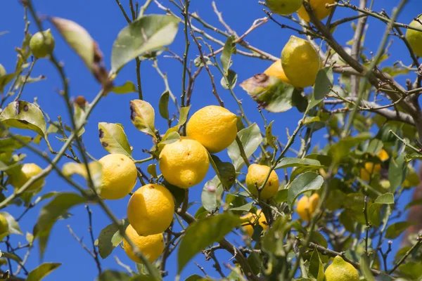 Zitronen in einem Zitronenbaum lizenzfreie Stockbilder