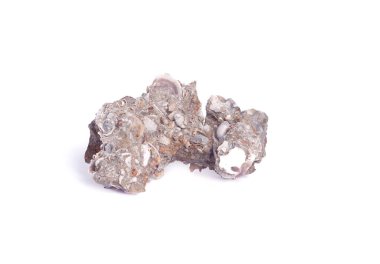 Farklı deniz boyutlarında deniz kabukları ve beyaz arka planda izole edilmiş türler.