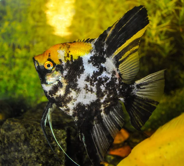 Black Angelfish Pterophyllum Scalare Aquarium — Stock Photo, Image