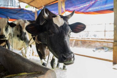 İnek yüzü, seçici odaklanma