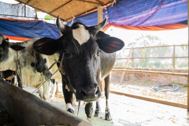 İnek yüzü, seçici odaklanma