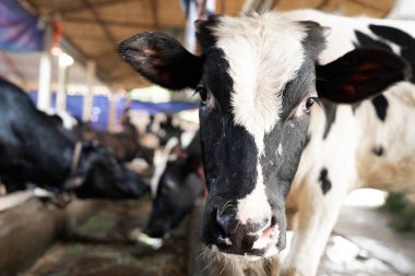 İnek yüzü, seçici odaklanma