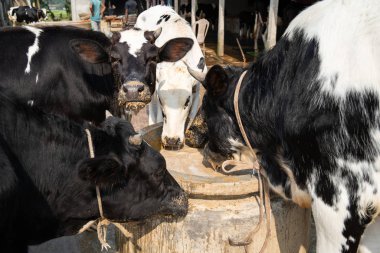 Çiftlikteki İnekler. İnekler ahırda haşlanmış otlakları yiyorlar..