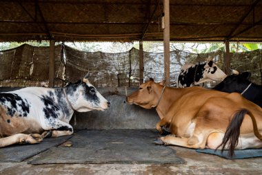İnekler inek ahırının altında dinleniyor