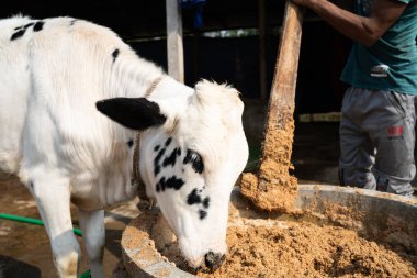 Buzağı yüz, seçici odak