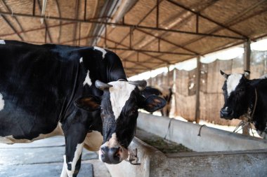 İnek yüzü, seçici odaklanma