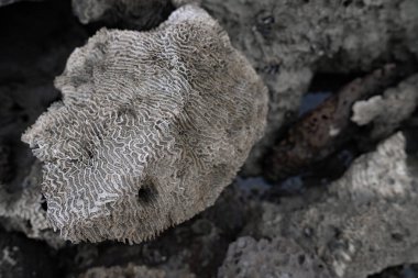 Farklı türde kayalar ve kolera dibi nesneleri, St. Martins Adası, Bangladeş