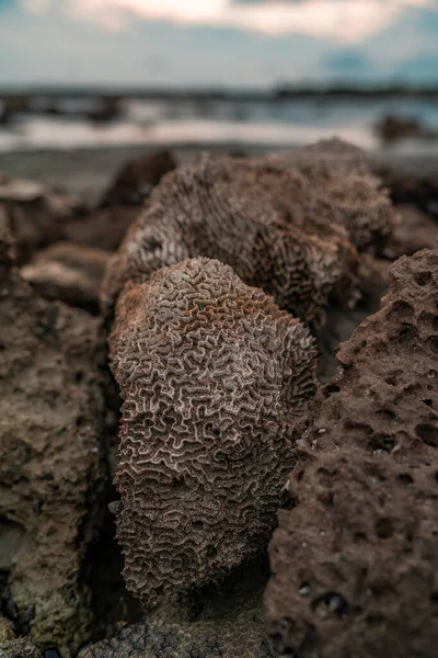 孟加拉国圣马丁岛 不同类型的碎屑岩和泥土沉淀物 — 图库照片