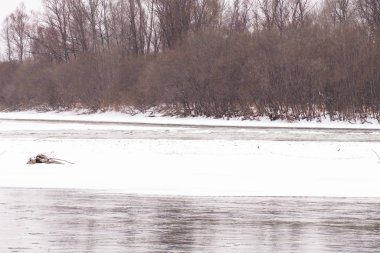 Kışın Rus Dağı nehri. Kıyıda kar var. Buzlu suyun hızlı akışı.