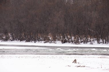 Kışın Rus Dağı nehri. Kıyıda kar var. Buzlu suyun hızlı akışı.