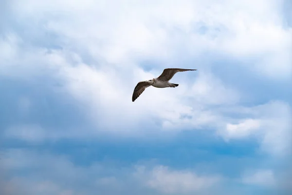 Uma gaivota voa no céu contra um fundo de nuvens brancas. Amur Bay, Vladivostok, Rússia.Uma gaivota voa no céu contra um fundo de nuvens brancas. Amur Bay, Vladivostok, Rússia . — Fotografia de Stock