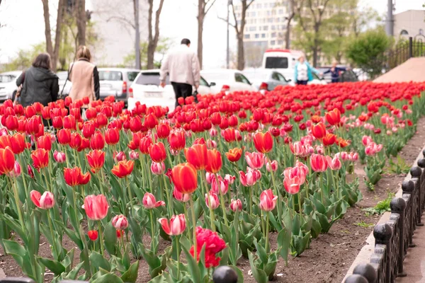 Wladiwostok, russland - 07. Mai 2019: blühende Tulpen auf den Straßen von wladiwostok. — Stockfoto