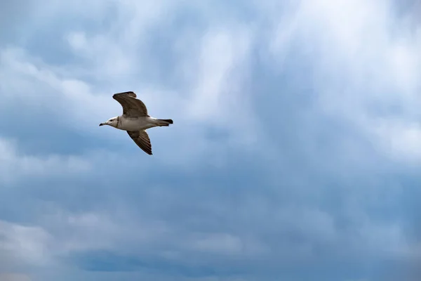 Uma gaivota voa no céu contra um fundo de nuvens brancas. Amur Bay, Vladivostok, Rússia.Uma gaivota voa no céu contra um fundo de nuvens brancas. Amur Bay, Vladivostok, Rússia . — Fotografia de Stock