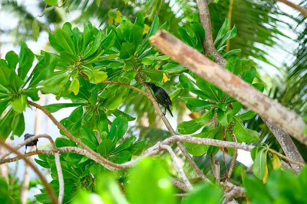 Tropical bird on green trees