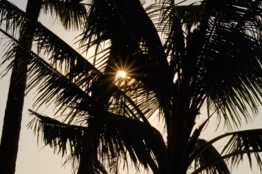 Güneş, bir hurma ağacının yapraklarının arkasında.