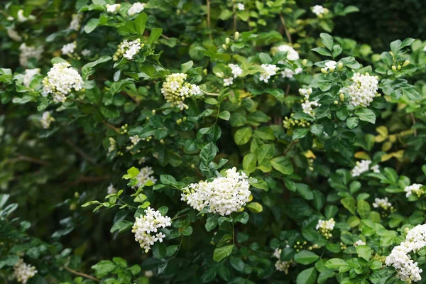 Murraya paniculata λουλούδι κοντά, στον κήπο — Φωτογραφία Αρχείου