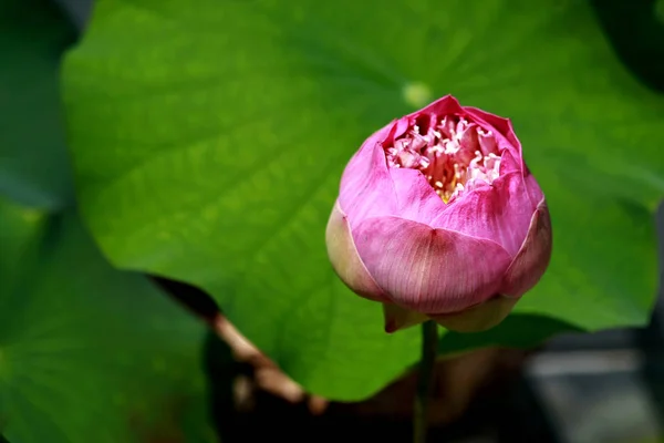 Pink lotus Nelumbo nucifera, Close up, in the park outdoor — стоковое фото