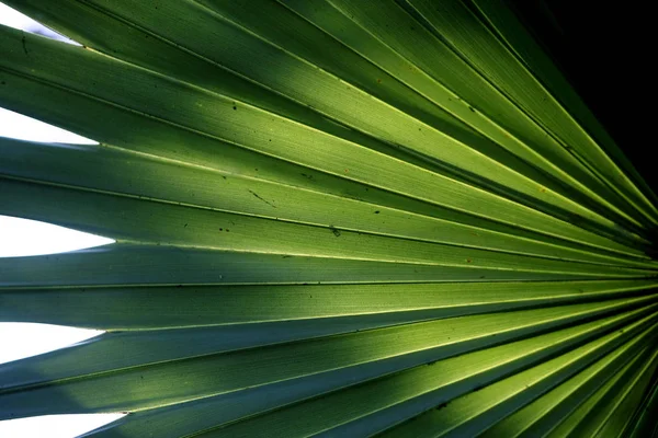 Folhas Textura Fundo na selva tropical — Fotografia de Stock