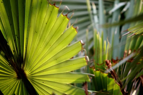 Folhas Textura Fundo na selva tropical — Fotografia de Stock