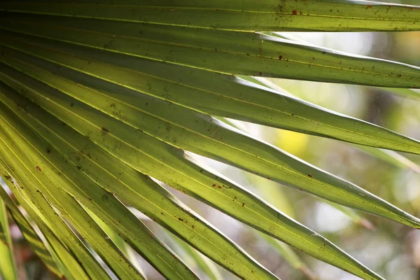Hinterlässt Textur Hintergrund im tropischen Dschungel — Stockfoto