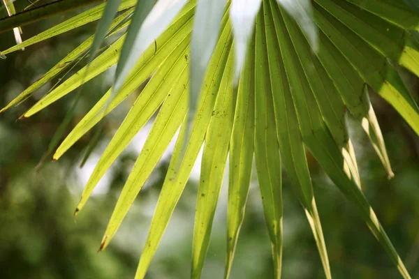 Folhas Textura Fundo na selva tropical — Fotografia de Stock