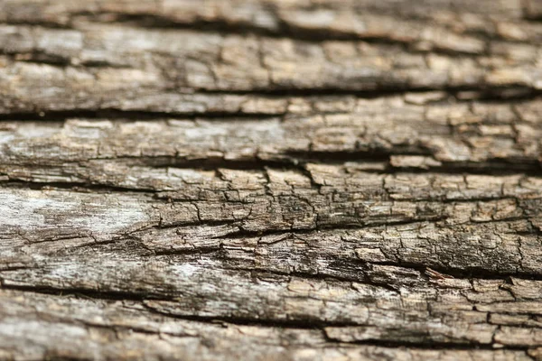 Casca de madeira textura fundo padrão papel de parede Close-up — Fotografia de Stock
