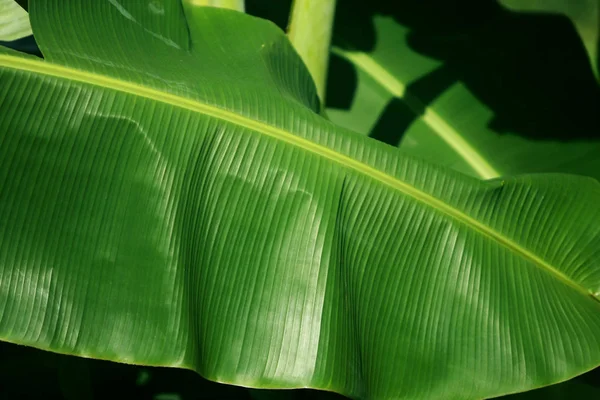 Folha de banana verde na bananeira, Fechar — Fotografia de Stock