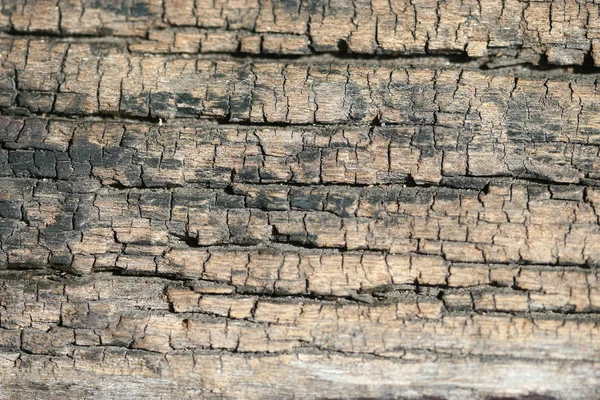 Drewniana kora tekstury tła wzór tapety zbliżenie — Zdjęcie stockowe