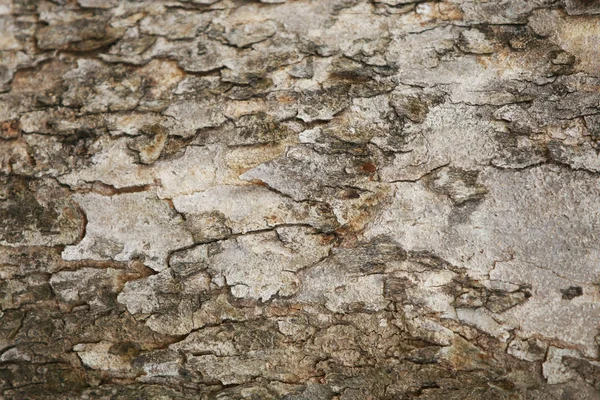 Holz Rinde Textur Hintergrund Muster Tapete Nahaufnahme — Stockfoto
