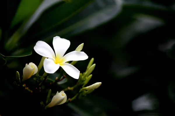 Plumeria branca Flor na árvore no jardim — Fotografia de Stock