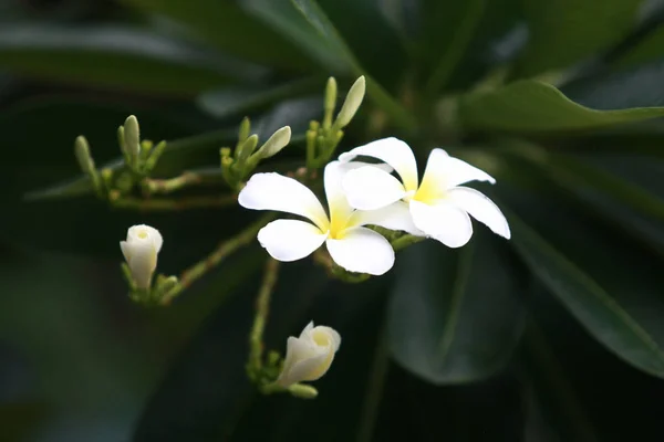 Bílá Plumeria Květina na stromě v zahradě — Stock fotografie