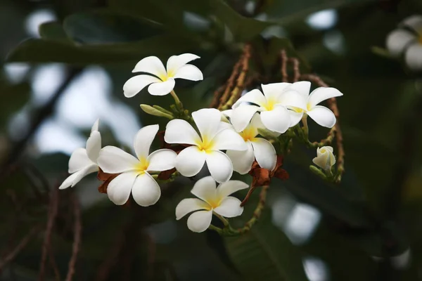 Bílá Plumeria Květina na stromě v zahradě — Stock fotografie