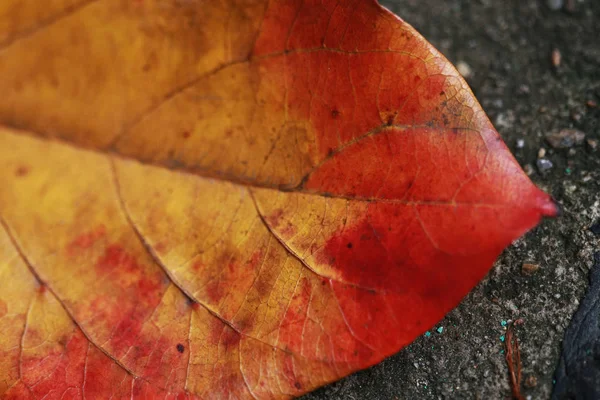 Текстури сухого листя крупним планом — стокове фото