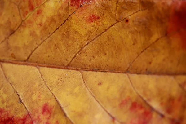 Droge bladeren textuur achtergrond close-up — Stockfoto
