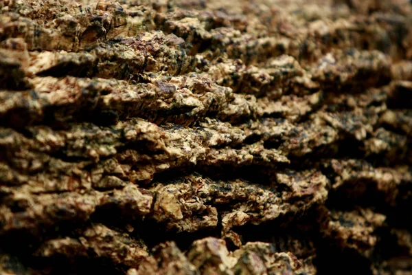 Holz Rinde Textur Hintergrund, Tapete — Stockfoto