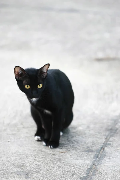 Stray Cat Estão Procura Comida Gato Rua — Fotografia de Stock