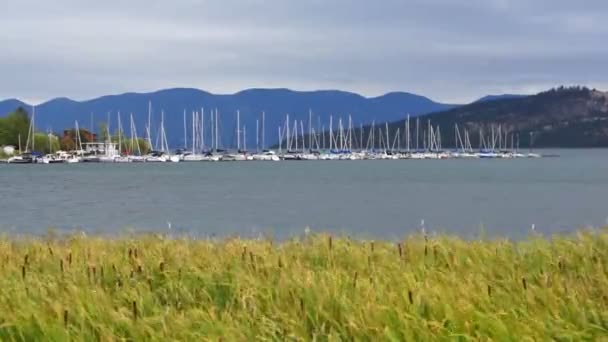 Flathead Lake Cattails Wind Whipping Marina Veleros Montana — Vídeo de stock