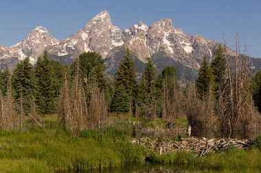 Beaver Dam Orman Gölü Teton Milli Park Wyoming
