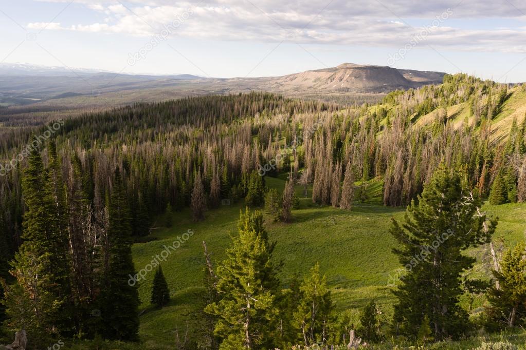 Table Mountain Wyoming Backcountry Forest