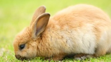 Yabani tavşan tavşan çim Valdez Alaska hayvan yaban hayatı otlatma