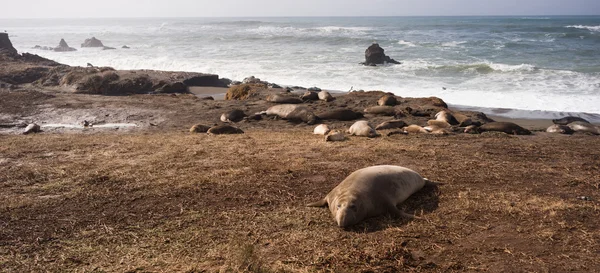 Elefante Seal Wild Mammal Lays Descanso Océano Pacífico SeaShore — Foto de Stock