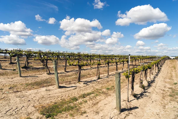 Unga vinrankor Winery Plantation fruktplantor — Stockfoto