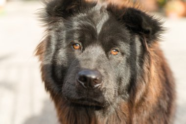 Chow Chow köpek safkan doğurmak Metal geçit